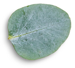 Eucalyptus Leaf