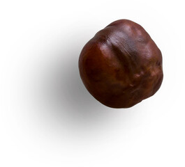 Horse Chestnut