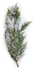Fir Branch with Snow