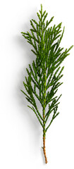 Fir Leaf