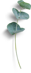 Eucalyptus Small Branch © Custom Scene