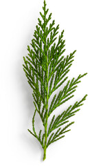 Fir Leaf