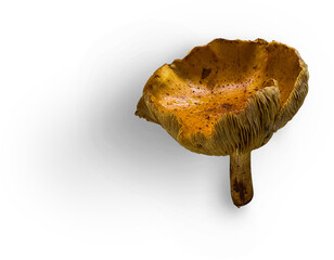 Mashroom Flatlay © Custom Scene
