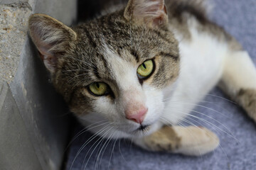 Cat Portrait, Green eyes