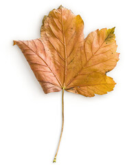 Maple Leaf