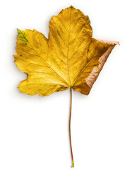 Maple Leaf