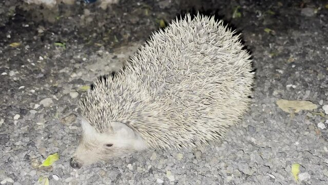 Ein Igel auf Fuerteventura bei Nacht.