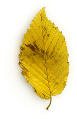 Leaf