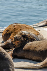 seal sunbathing