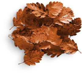 Leaves Pile