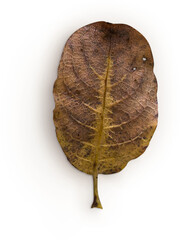 Leaf Back