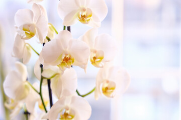 Beautiful blooming orchid flowers on light background