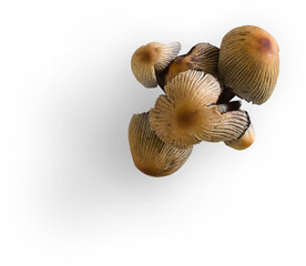 Mashroom Small Bunch © Custom Scene
