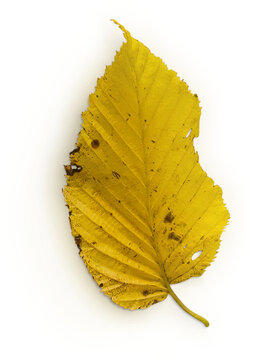 Leaf Back