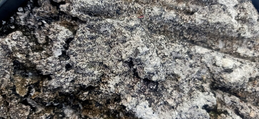 rough abstract texture of cement