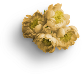 Bouquet of Yellow Peonies