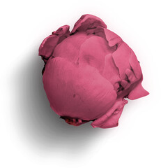 Peony Pink © Custom Scene
