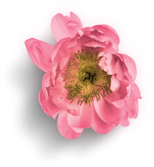 Peony Pink