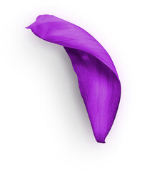 Peony Petal Purple