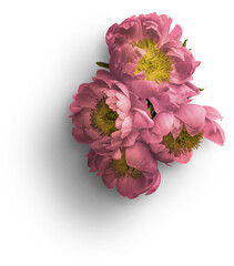 Bouquet of Pink Peonies © Custom Scene