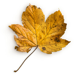 Maple Leaf
