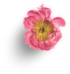 Peony Pink © Custom Scene