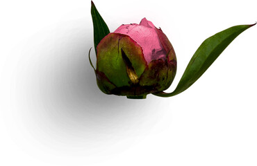 Peony Bud Pink © Custom Scene