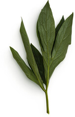 Peony Leaves