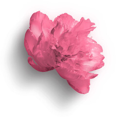 Peony Flower Pink © Custom Scene