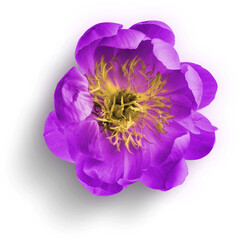 Peony Purple © Custom Scene
