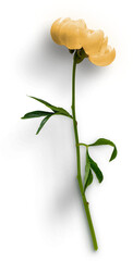 Peonies Flower Flatlay Yellow