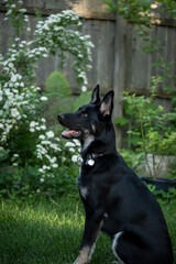 German Shepherd puppy in the green garden.
