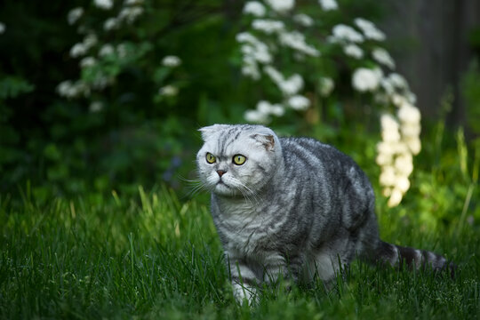 Scottish fold cat in the green grass in the garden. Pets on the street.