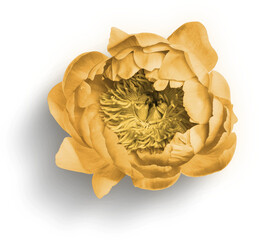 Peony Yellow © Custom Scene