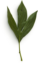 Peony Leaves