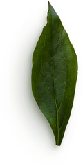 Obraz premium Peony Leaf