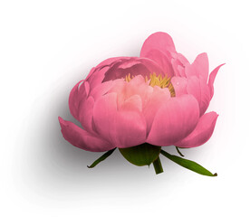 Peony Pink © Custom Scene