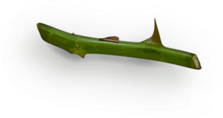 Rose Stem