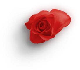 Red Rose Flower
