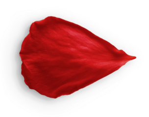 Rose Petal Red