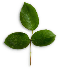 Rose Leaves with Stem © Custom Scene