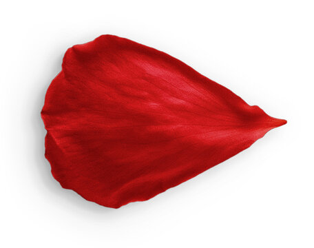 Rose Petal Red