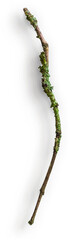 Small Wooden Stick with Moss