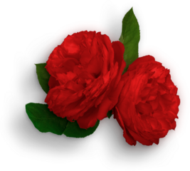 Roses Double Red
