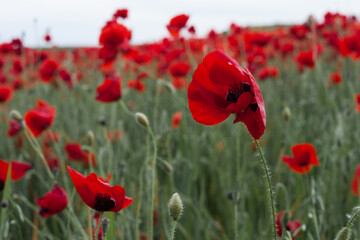 Obraz premium campo de amapolas