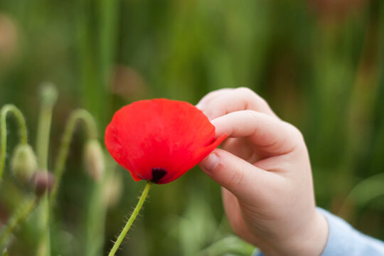 ni&ntilde;o jugando con amapolas