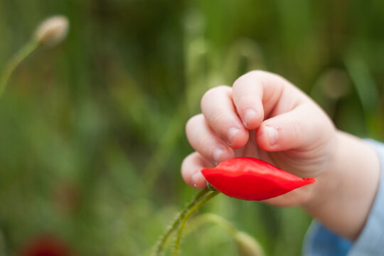 ni&ntilde;o jugando con amapolas