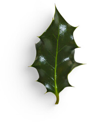 Fototapeta premium Winter Holly Leaf
