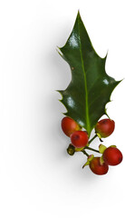 Winter Holly Leaf with Berry