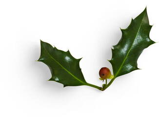 Winter Holly Leaves with Berry